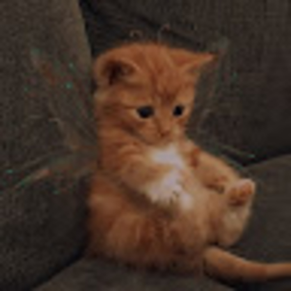 Meet your Posher, Kade